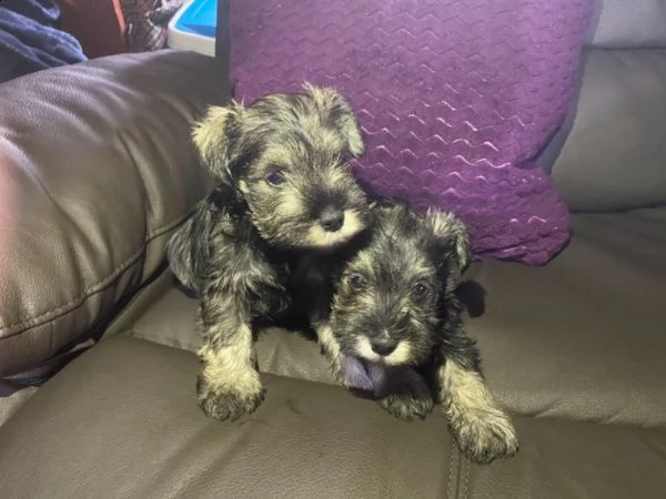 cuccioli di schnauzer miniature | Foto 2