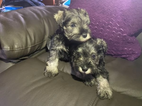 cuccioli di schnauzer miniature