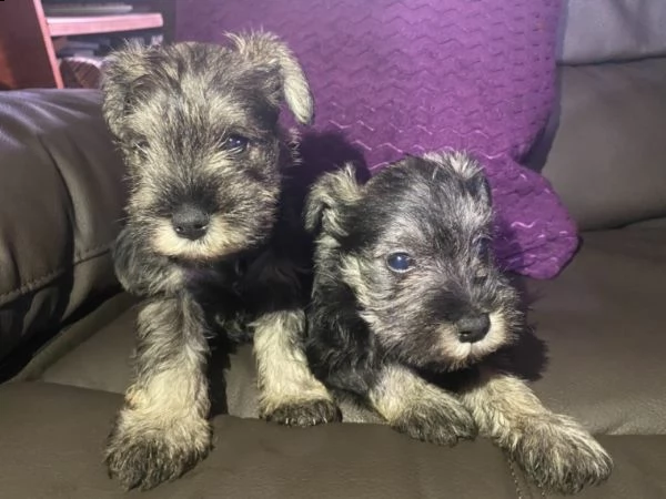 cuccioli di schnauzer miniature | Foto 1