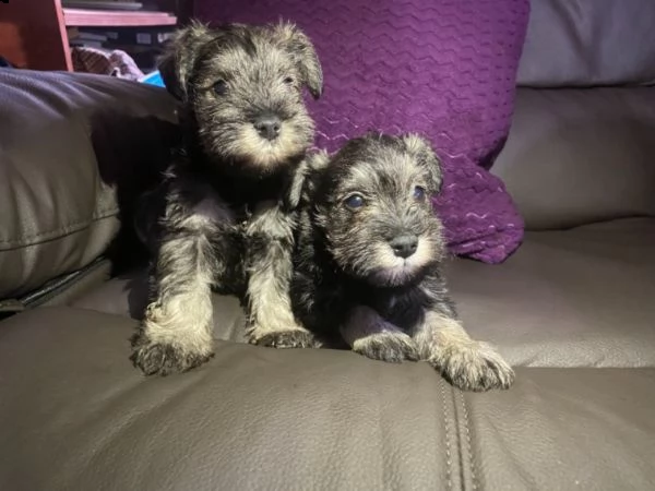 cuccioli di schnauzer miniature | Foto 0