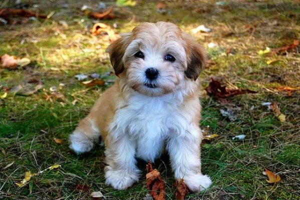 email : arwenbrades10[at]gmail[.com] bellissimi cuccioli di havanese con pedigree, tricolori, bianco-aran