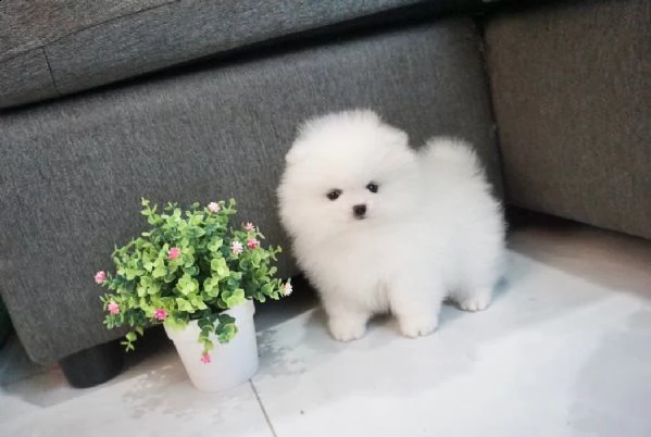 cucciolo di spitz nano di pomerania