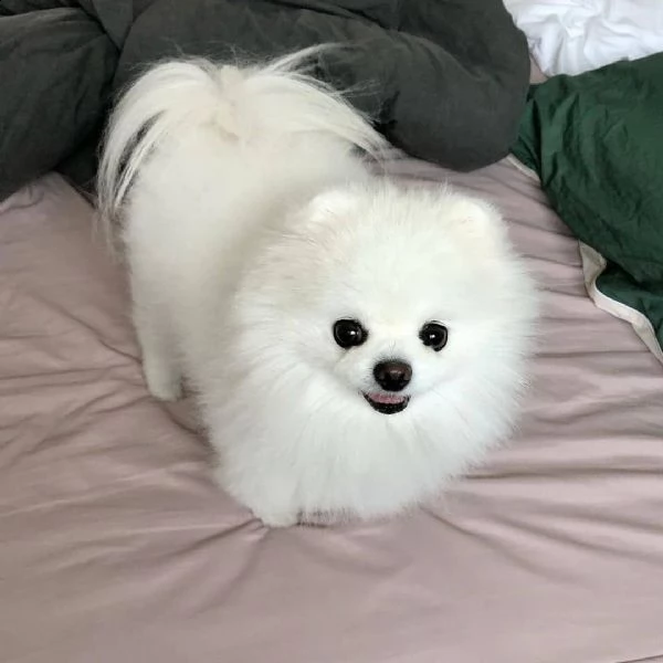 spitz bianco di pomerania