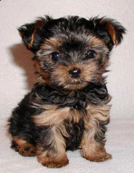 adorabili cuccioli di yorkshire
