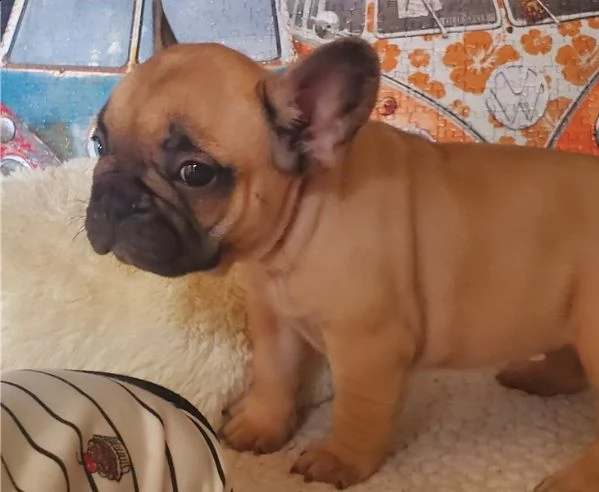   cuccioli di bulldog francese per l'adozione bellissimi cuccioli disponibili, carattere adorabile ,