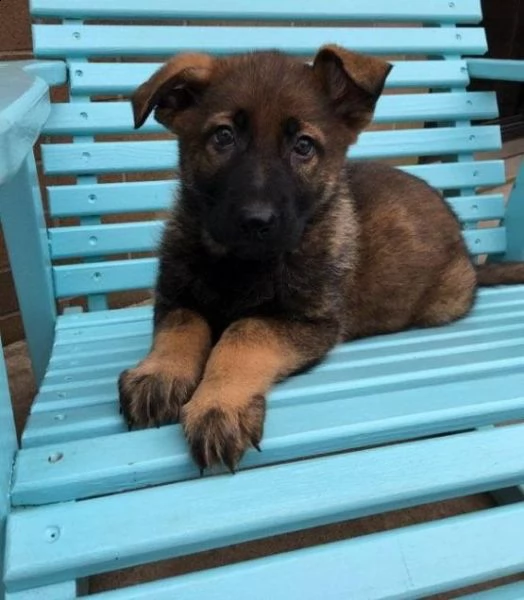 regalo pastore tedesco cuccioli meravigliosi ! 