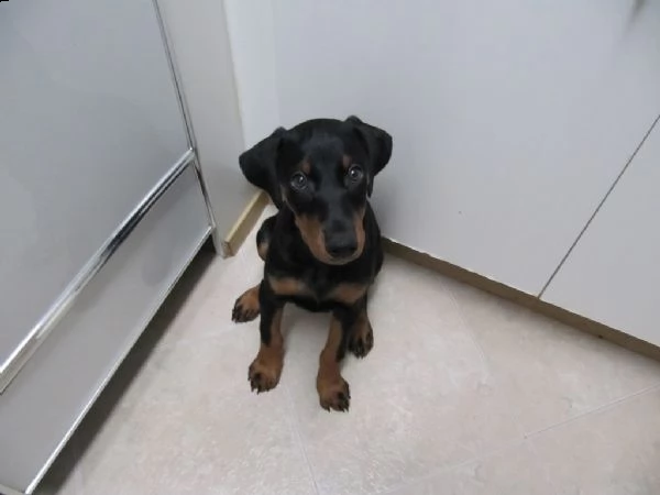 splendidi cuccioli di dobermann | Foto 1