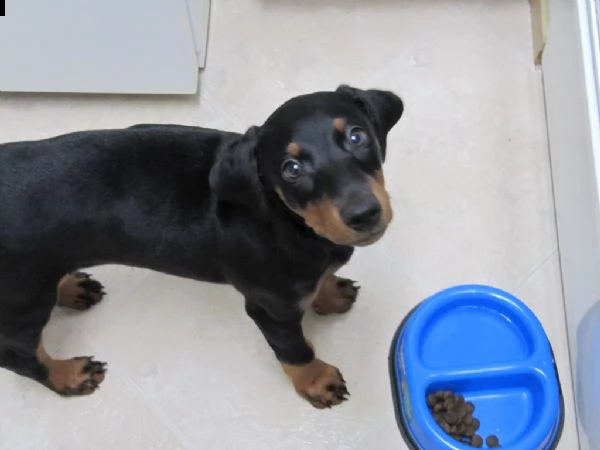 splendidi cuccioli di dobermann