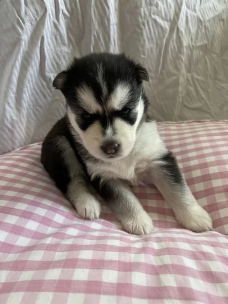regalo cuccioli siberian husky  maschio e femmina