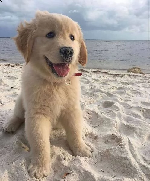 regalo golden retriever 