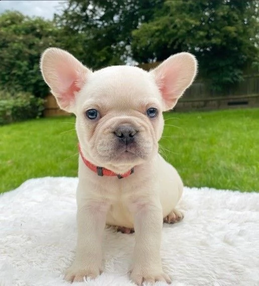 crema bouledogue francese di razza pura