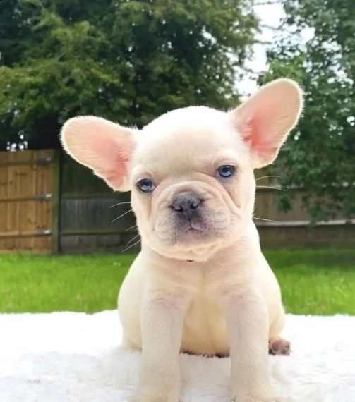 crema bouledogue francese di razza pura | Foto 1