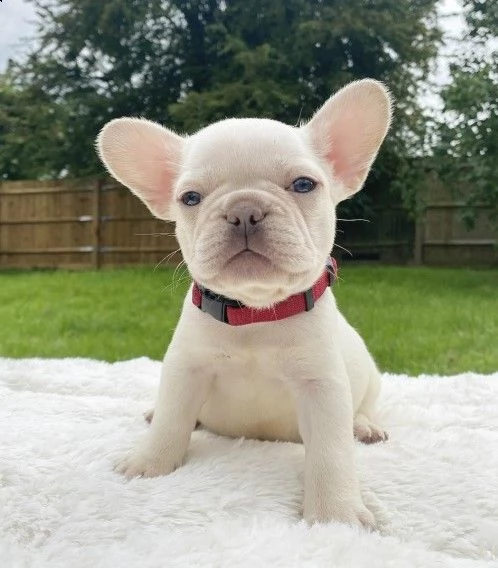 crema bouledogue francese di razza pura | Foto 0