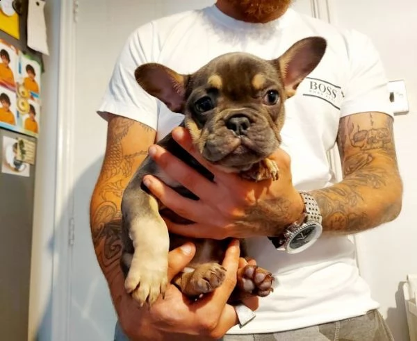 meraviglioso cuccioli di bouledogue francese | Foto 1