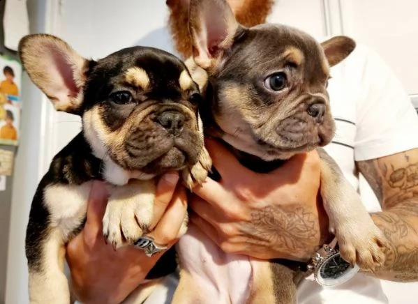 meraviglioso cuccioli di bouledogue francese