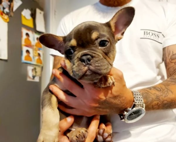 meraviglioso cuccioli di bouledogue francese | Foto 0