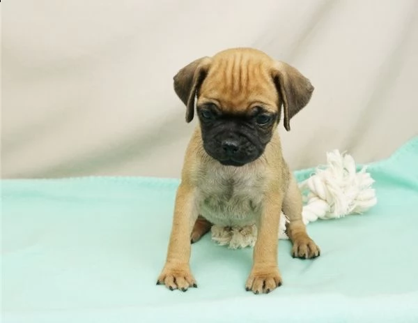 adorabili cuccioli di carlino messi in adozione