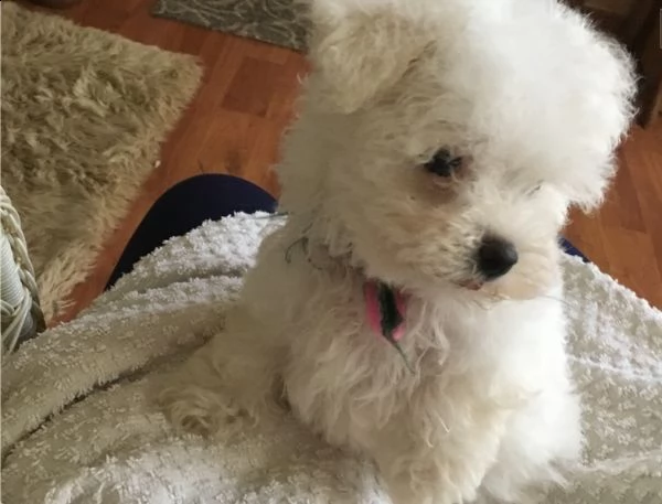 regalo bolognese cuccioli meravigliosi 