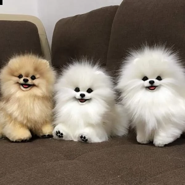 cucciolo di spitz nano di pomerania