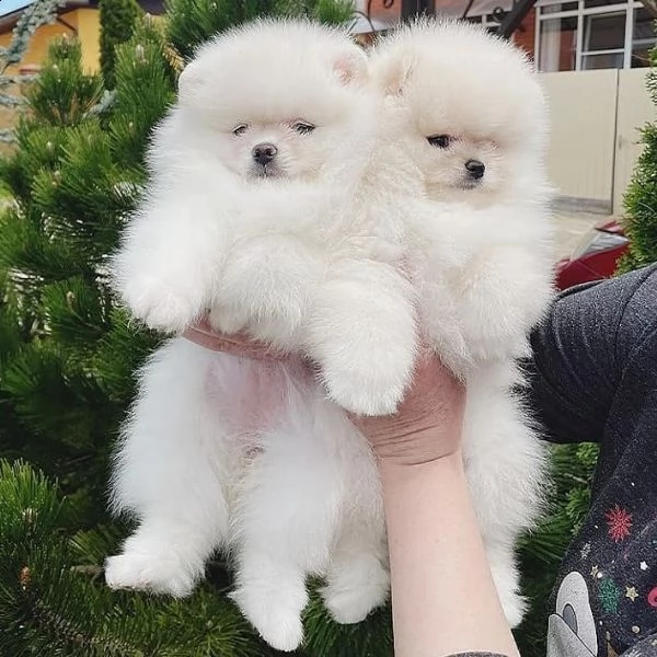 pomerania vari colori maschi e femmine