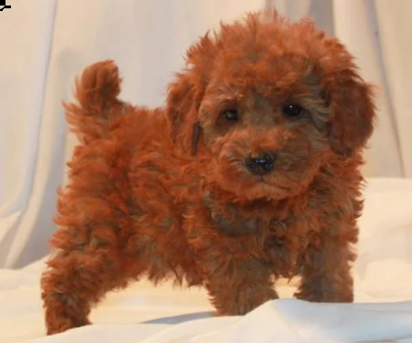 regalo barboncino nano maschio e femmina