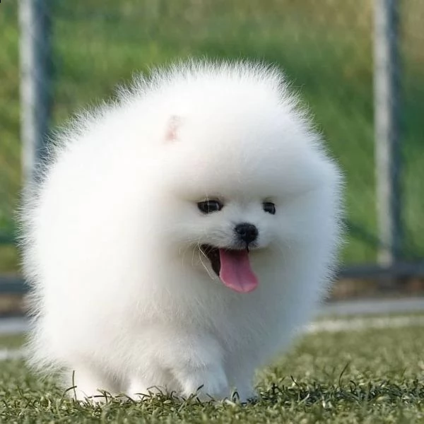 cucciola di spitz femmina 