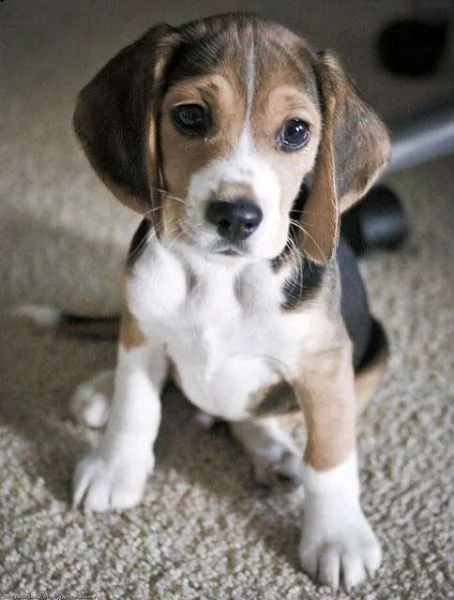 beagle 