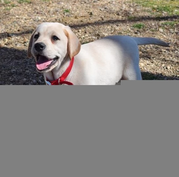 bello labrador , maschio e femmina,in regalo | Foto 0