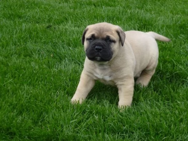disponibili cuccioli bull mastiff