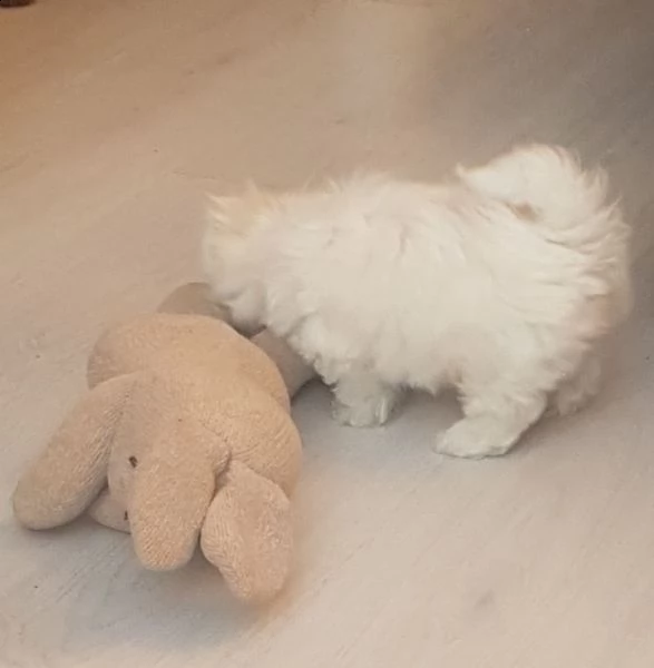 bel maschio e femmina maltese | Foto 1