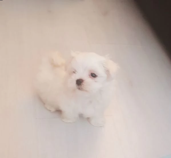 bel maschio e femmina maltese