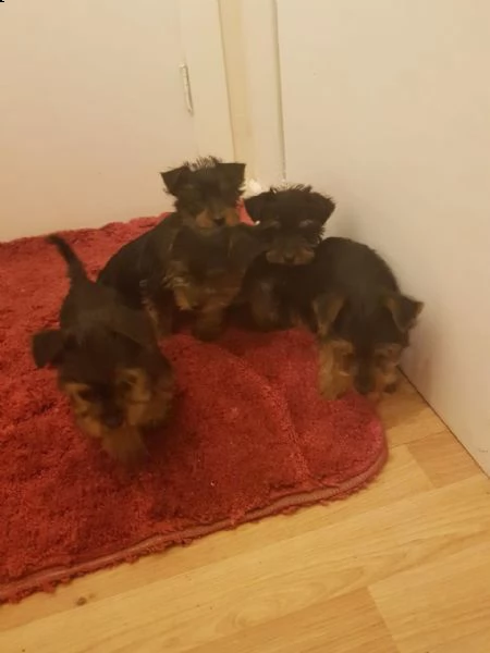 cuccioli di yorkshire terrier ora disponibili