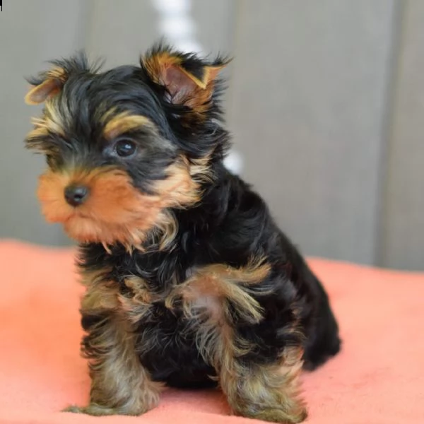 cuccioli di yorkshire terrier ora disponibili | Foto 0