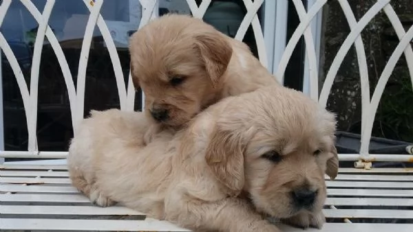 cuccioli di golden retriever! | Foto 0