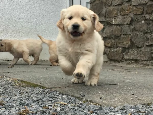 cuccioli di golden retriever!