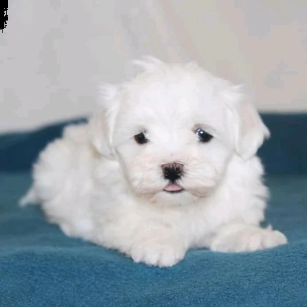maltese cuccioli toy 