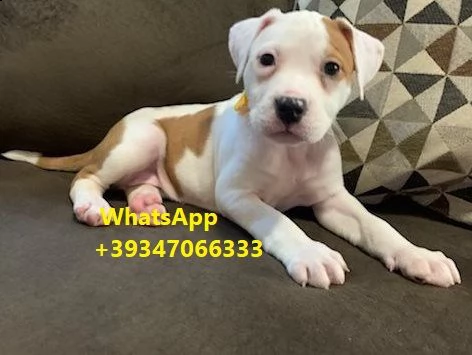 cuccioli di american pitbull terrier