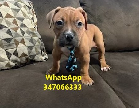 meraviglioso american pitbull terrier di circa 3 mesi