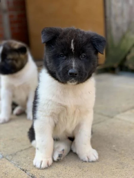  regalo akita cuccioli meravigliosi ! 