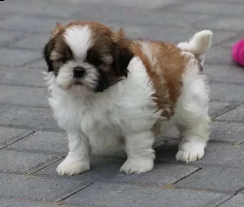 cuccioli di shitzu 