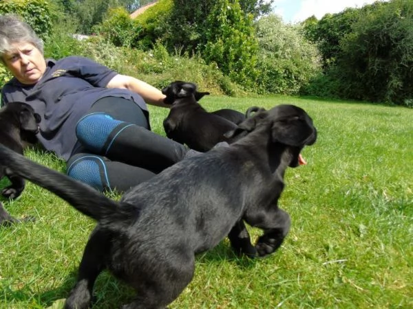 cuccioli springador, | Foto 0