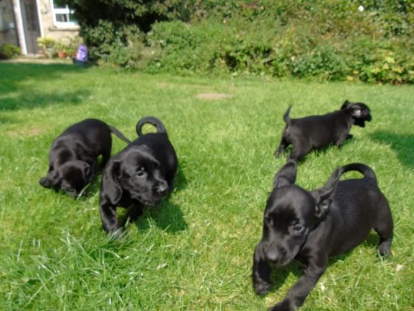 cuccioli springador,