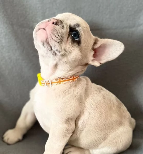 socializzato bouledogue francese cuccioli