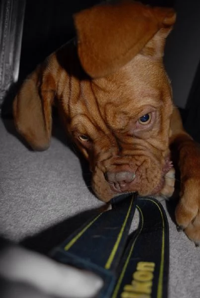 disponibili cuccioli dogue de bordeaux  | Foto 2