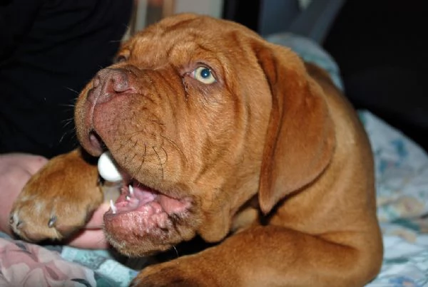 disponibili cuccioli dogue de bordeaux  | Foto 1