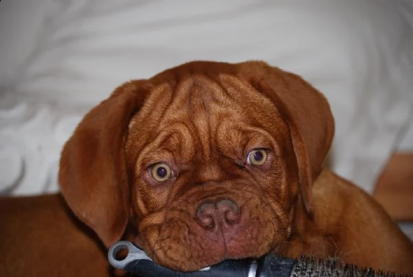 disponibili cuccioli dogue de bordeaux  | Foto 0
