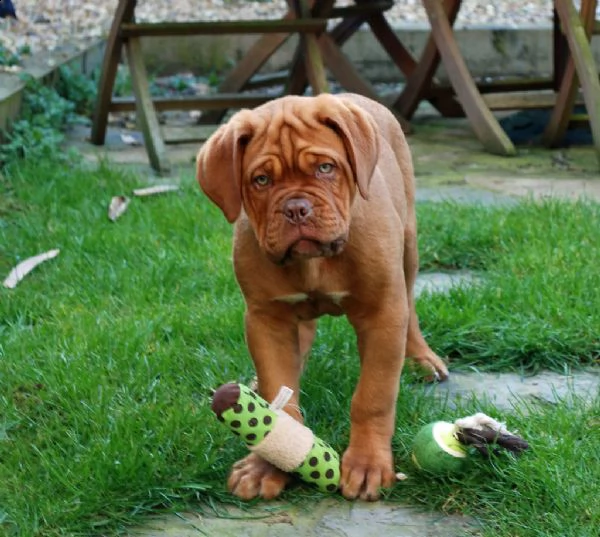 disponibili cuccioli dogue de bordeaux 