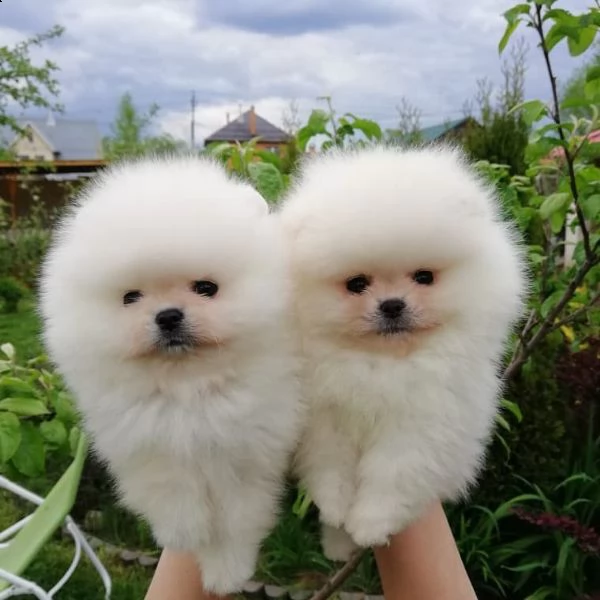 cuccioli di spitz di pomerania