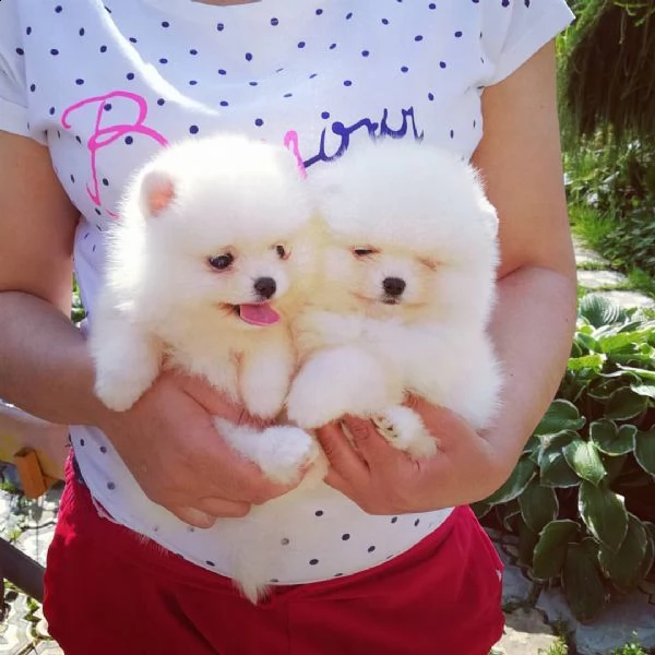 spitz nano pomeranian