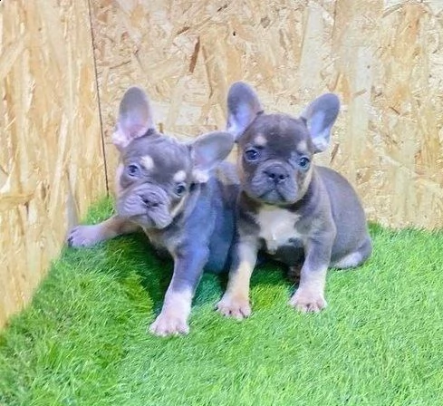 bouledogue francese pedigrèe